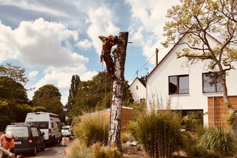 Baum Fällen Seilklettertechnik